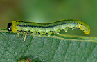 Weidenblattwespe Larve