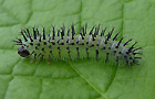 Periclista pubescens