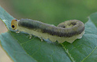 Macrophya ribis