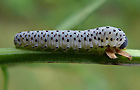 Braunwurzblattwespe