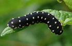 Blattwespenlarven