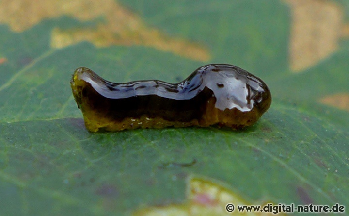 Die Larven der Schwarzen Kirschblattwespe