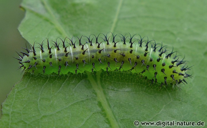 Periclista lineolata Larve