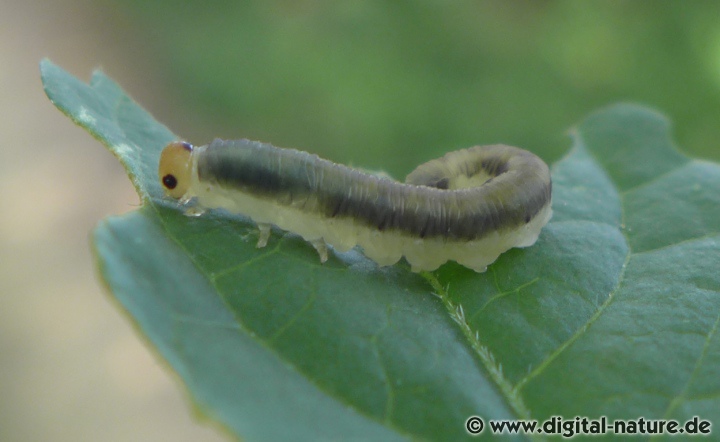 Die Larven der Blattwespe Macrophya ribis