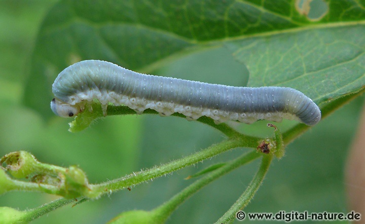 Die Larven der Blattwespe Monostegia abdominalis