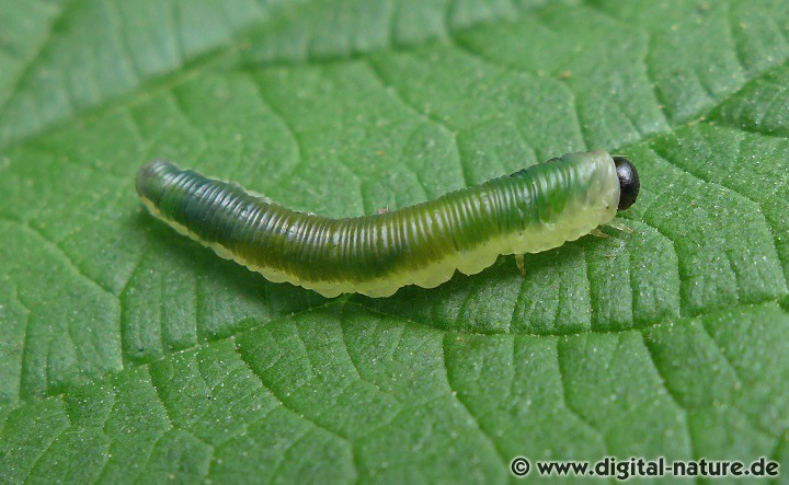 Die Larven der Blattwespe Strongylogaster mixta