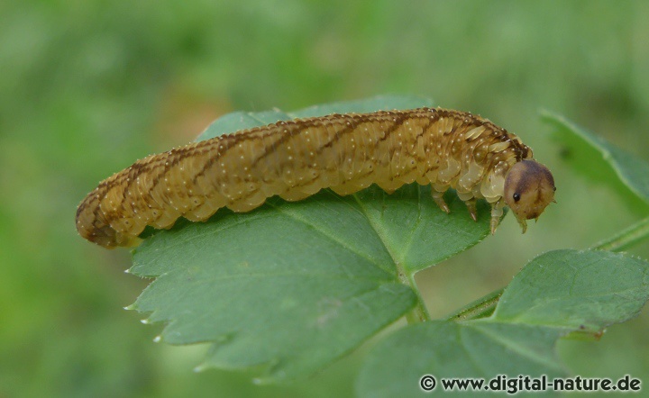 Die Larven der Feld-Blattwespe