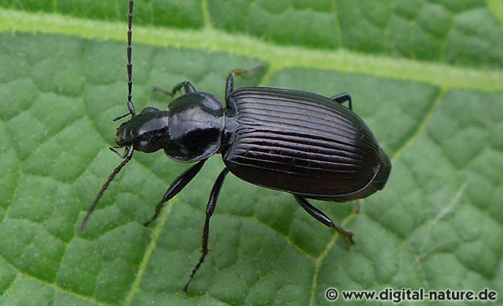 Laufkäfer Gattung Agonum (Glanzflachläufer)