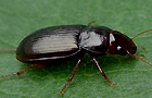 Amara apricaria