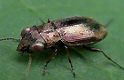 Notiophilus biguttatus