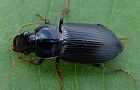 Pseudoophonus calceatus