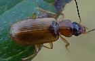 Anthracus consputus