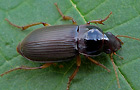 Pseudoophonus griseus