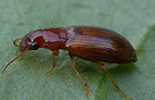 Bradycellus harpalinus