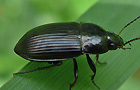 Amara cf. kulti