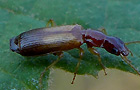 Paradromius linearis
