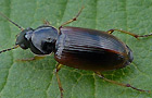 Stenolophus mixtus