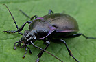 Carabus nemoralis