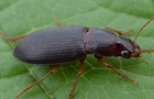 Ophonus