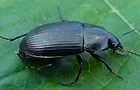 Amara ovata