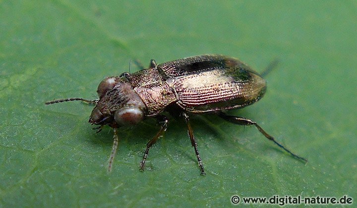 Zweifleckiger Strandläufer Notiophilus biguttatus
