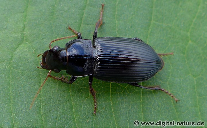 Sand-Haarschnelläufer Pseudoophonus calceatus
