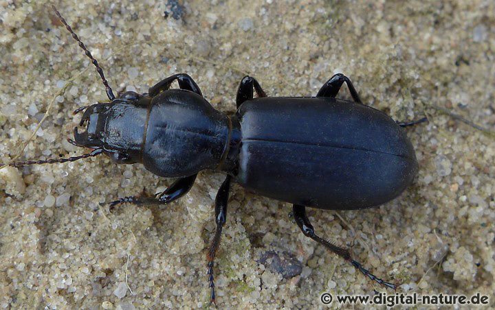 Kopfkäfer Broscus cephalotes