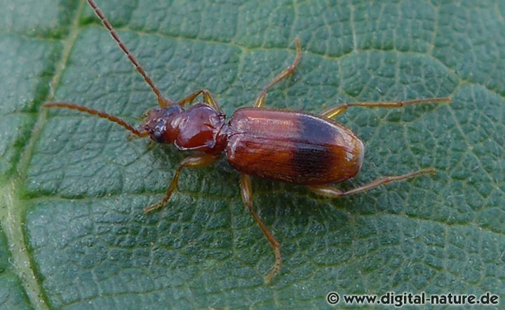 Binden-Haarflinkläufer Blemus discus