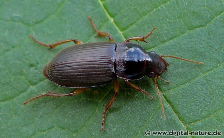 Stumpfhalsiger Haarschnellläufer Pseudoophonus griseus