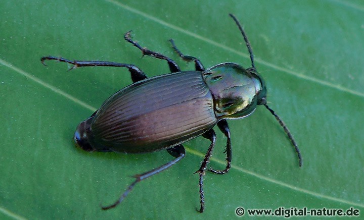 Zierlicher Buntgrabläufer Poecilus lepidus