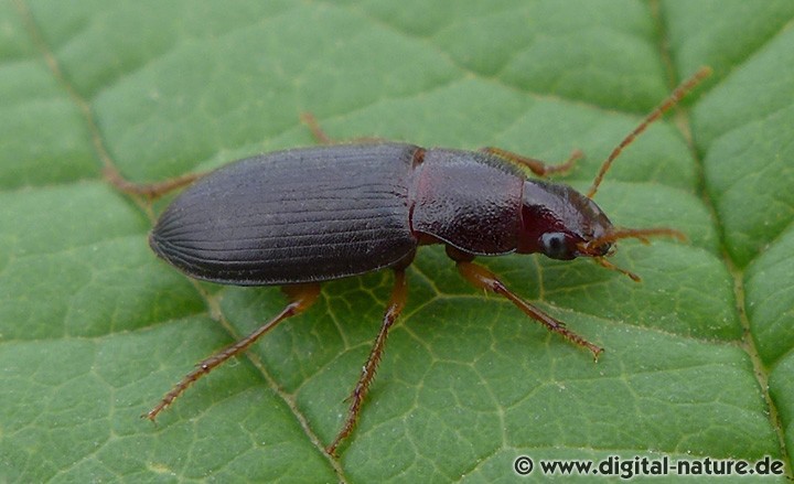 Ophonus Haarschnellläufer