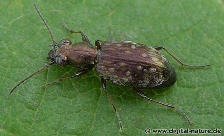 Ziegelei-Haarahlenläufer Asaphidion pallipes