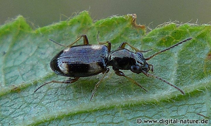 Vierfleck-Ahlenläufer Bembidion quadrimaculatum