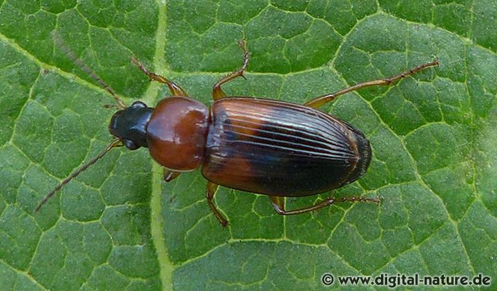 Bunter Scheibenhalsläufer Stenolophus teutonus