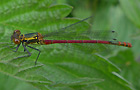 Frühe Adonislibelle