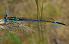 Blaue Federlibelle