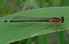 Große Pechlibelle