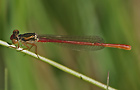 Späte Adonislibelle