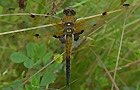 Vierflecklibelle
