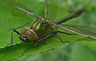 Smaragdlibelle