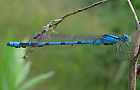 Enallagma cyathigerum