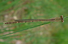 Sympecma fusca
