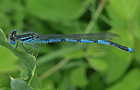 Erythromma lindenii