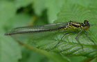 Erythromma najas