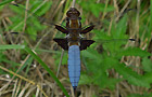 Plattbauch Libelle