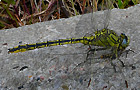Gomphus pulchellus
