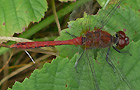 Sympetrum sanguineum