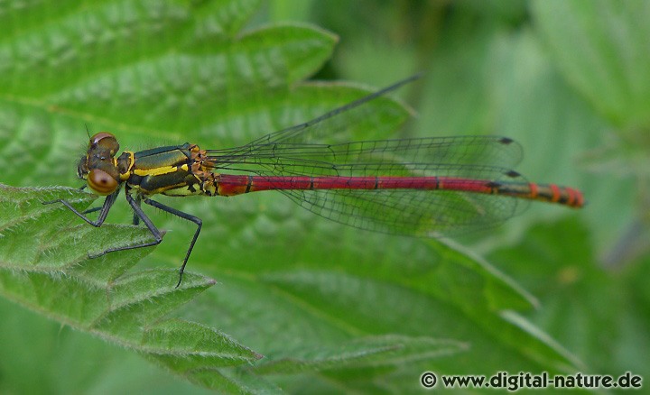 Frühe Adonislibelle Pyrrhosoma nymphula