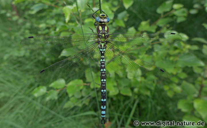 Blaugrüne Mosaikjungfer Aeshna cyanea Männchen