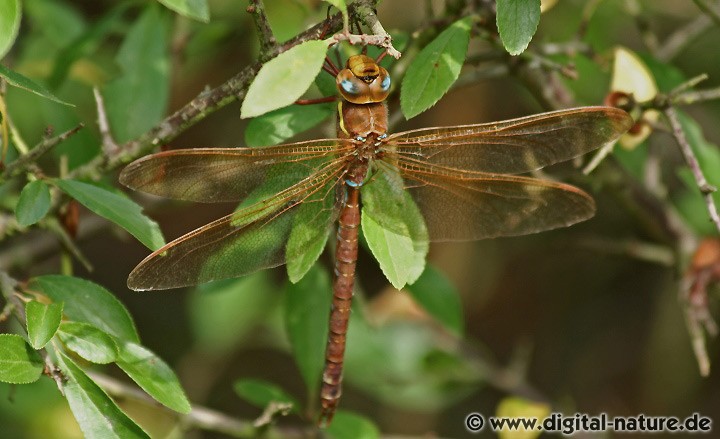 Braune Mosaikjungfer Aeshna grandis Männchen